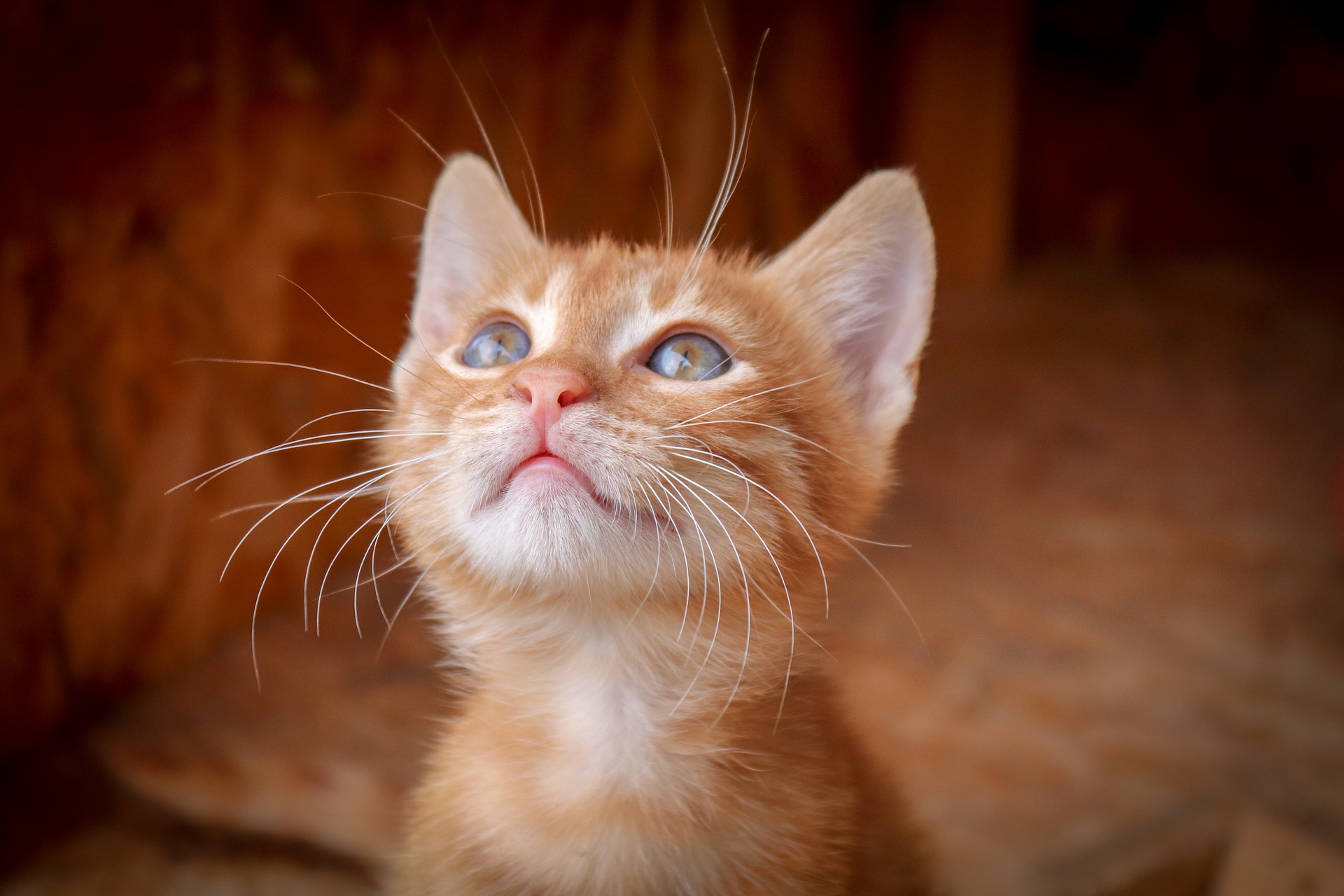 chaton et stérilisation