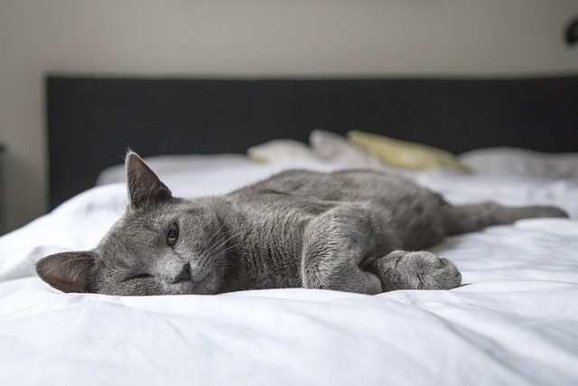 chat seul à la maison