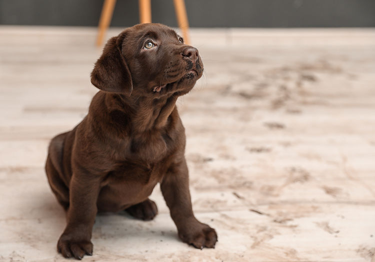 chiot pipi de joie