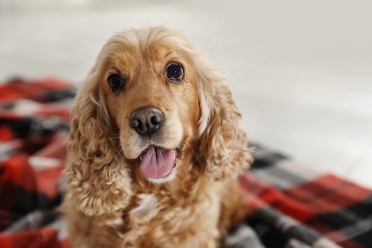 Cocker spaniel chien et AVC