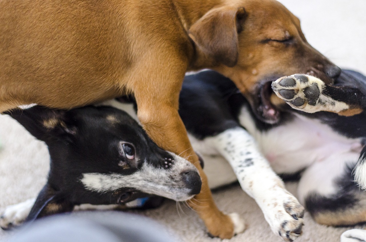 chiots qui jouent