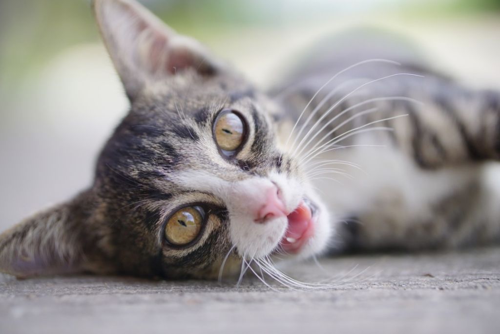 Jeune chat couché