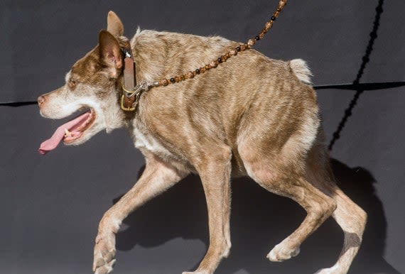 quasi modo chien le plus laid du monde