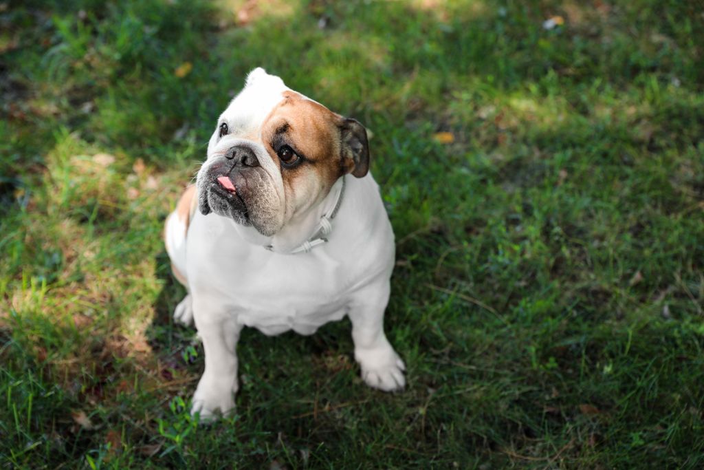 bulldog inglese