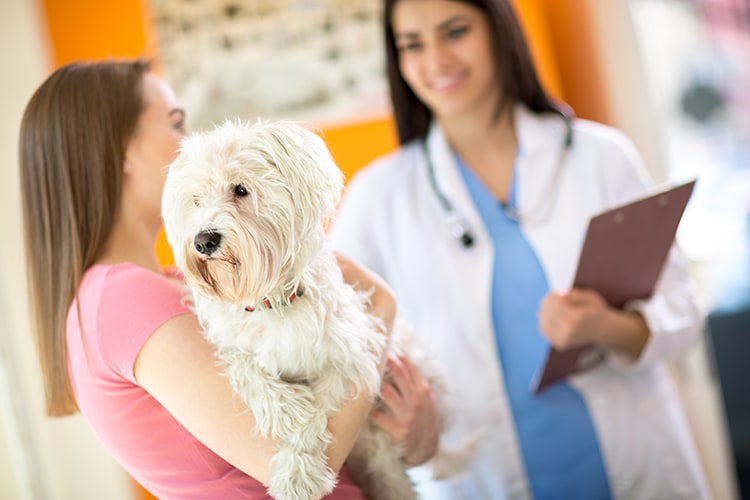 Chien qui va au vétérinaire à cause des aoutats