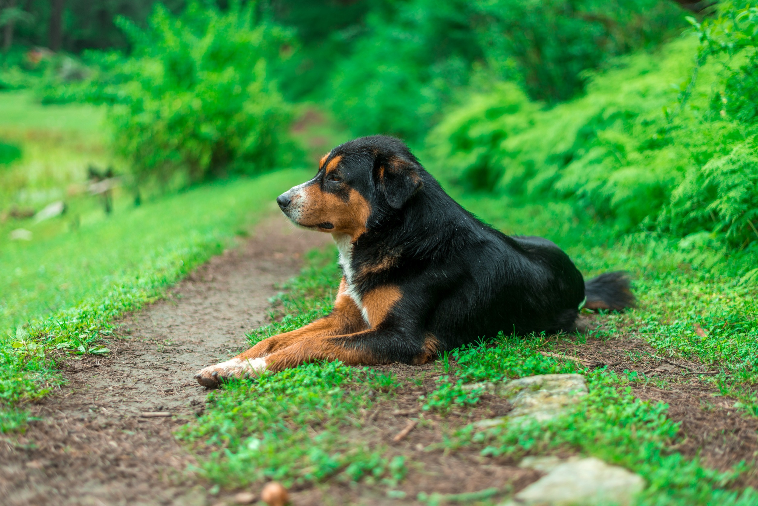 chien de garde