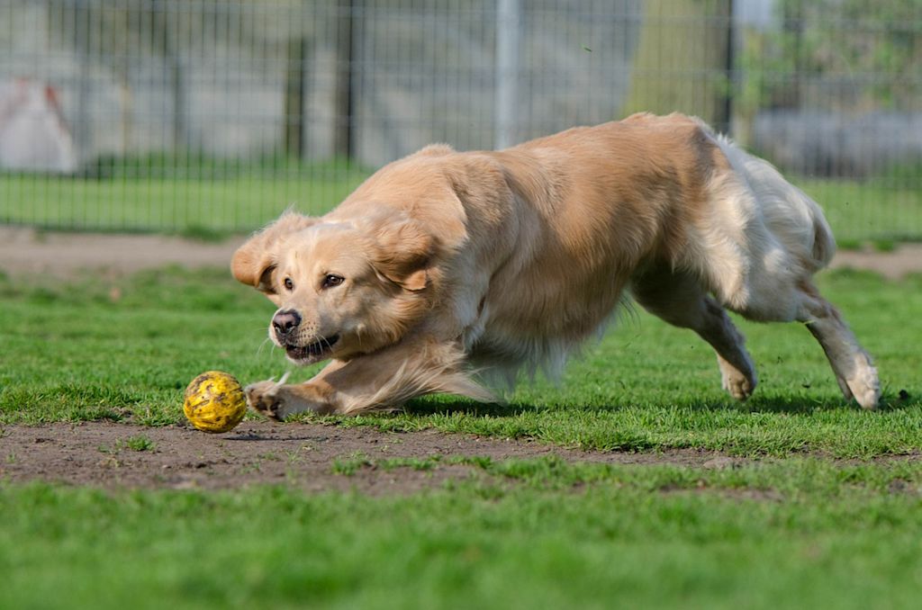 chien-qui-joue-balle