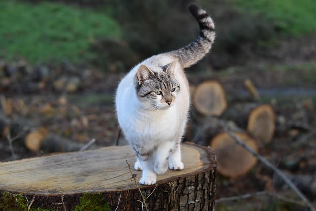 Chatte enceinte