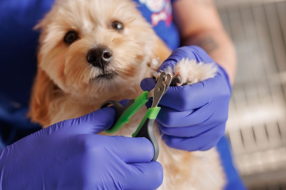 Uñas cachorros