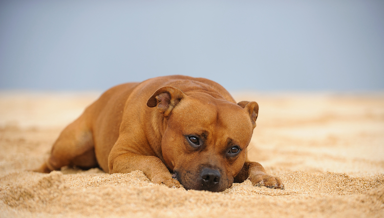 Photo staffie store