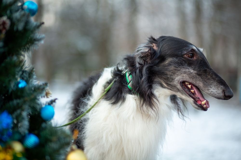 Concorso di agility