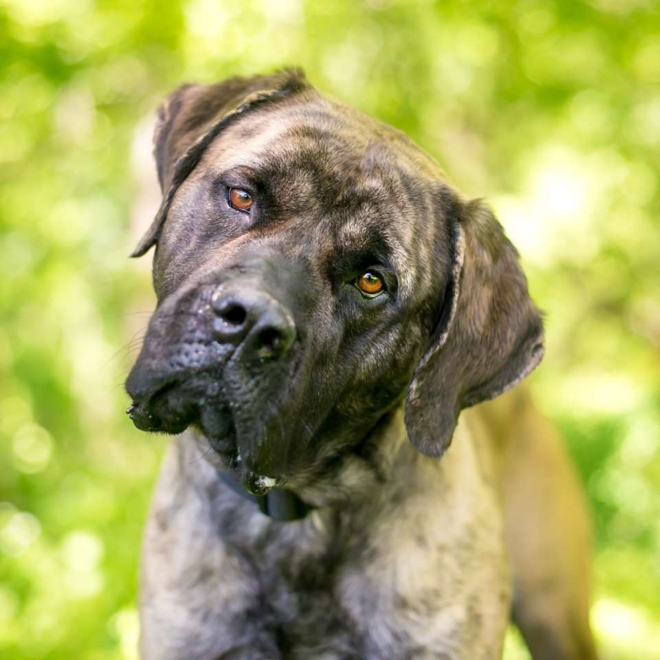 Cane Corso Moyen