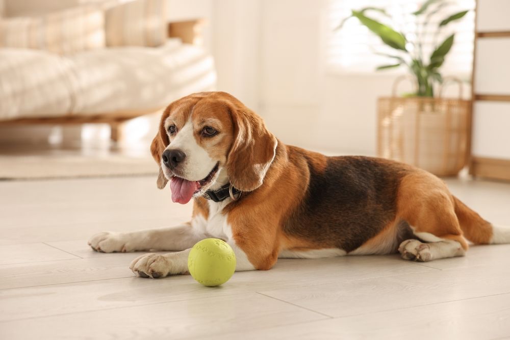 Beagle binnenbal