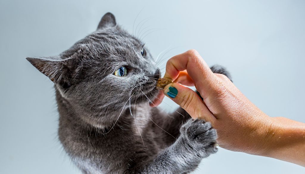 chat et friandise
