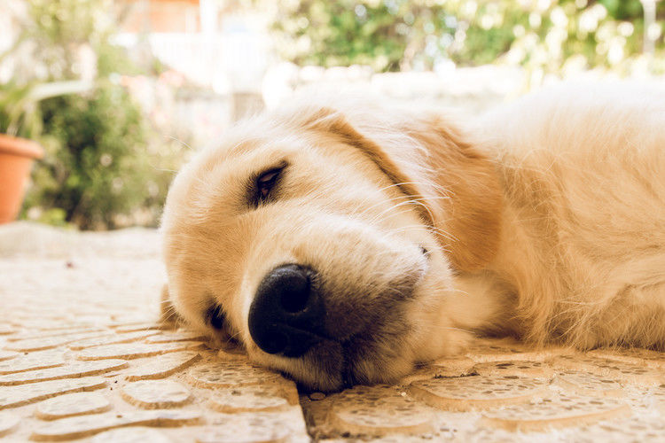 Golden retriever echado