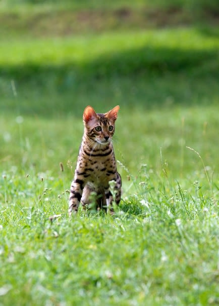 Bengal dans la nature