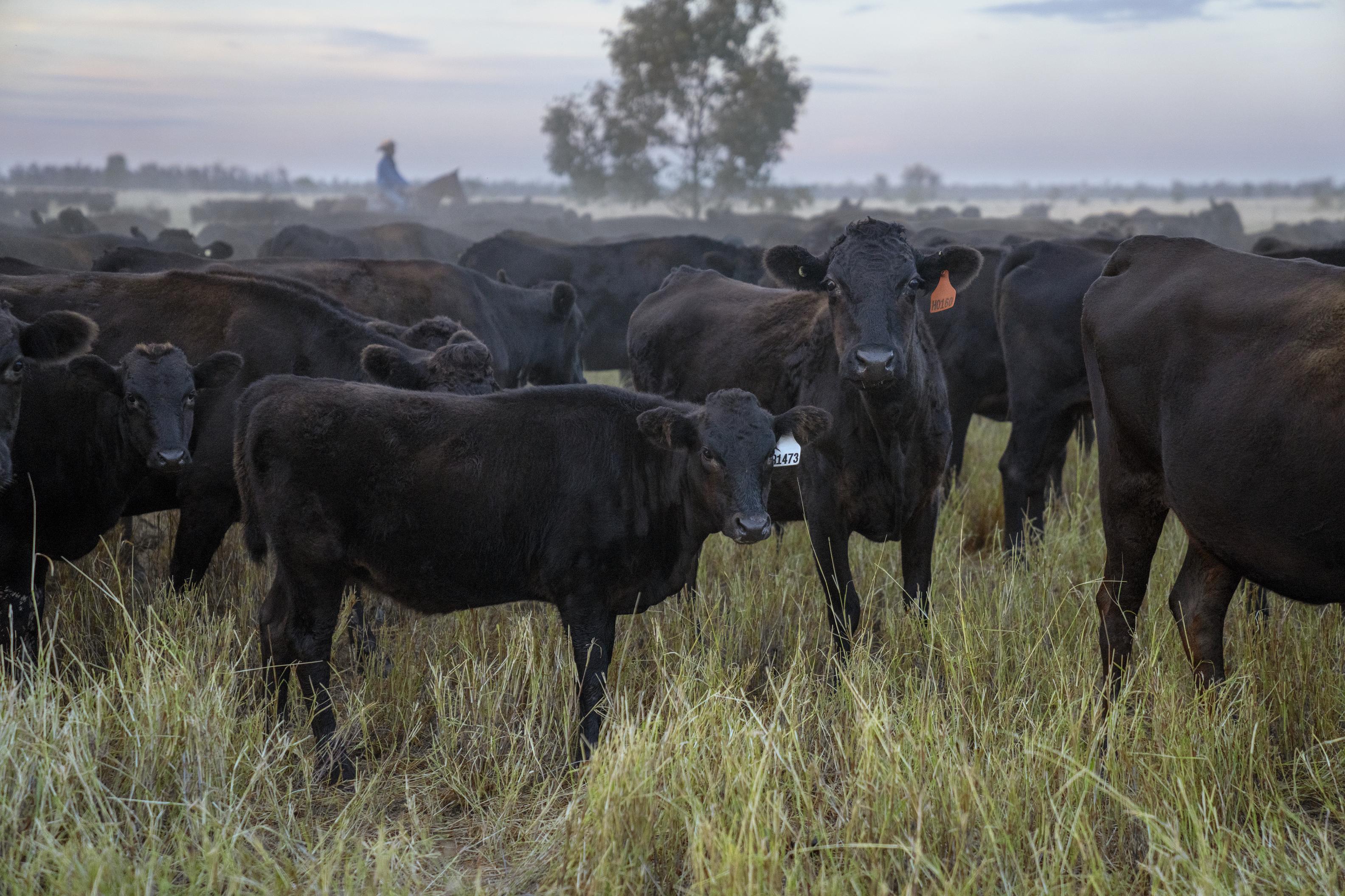 Our Westholme Wagyu Story