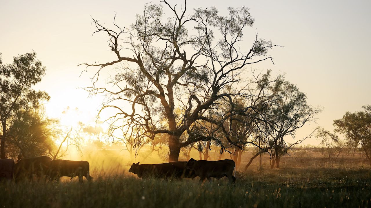 Constance Cattle