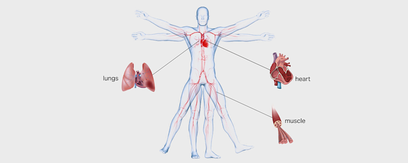 Breath analysis - The most complete picture of your body