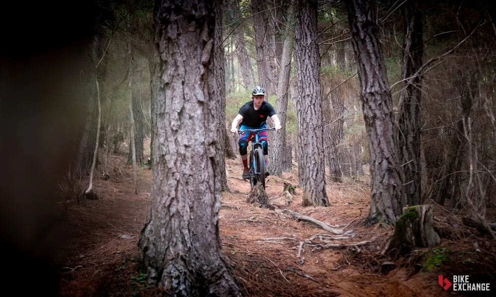 Image_MTB Focus Forest