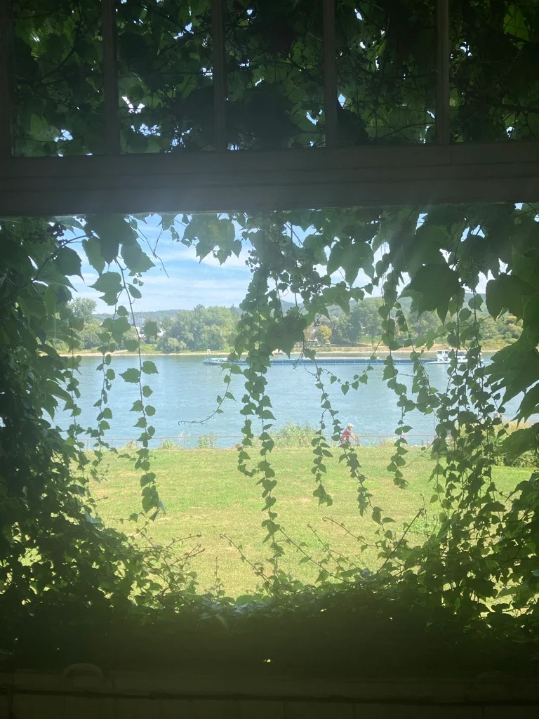 Durch den wuchernden Wein ist der Rhein noch etwas zu sehen - man kann erahnen welchen Ausblick die Gäste früher hatten. 
