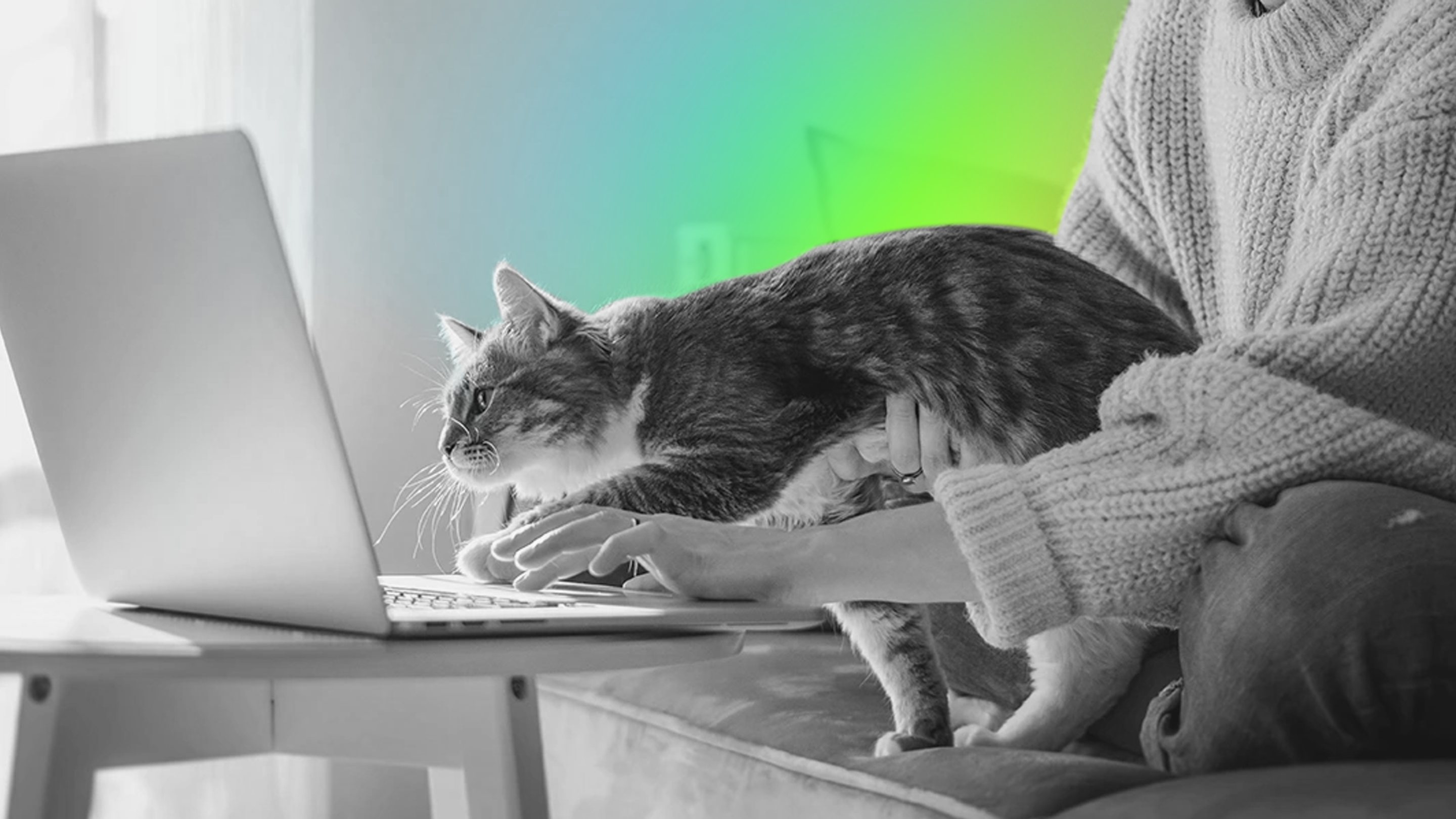 How to Sell Pet Insurance Boost Insurance