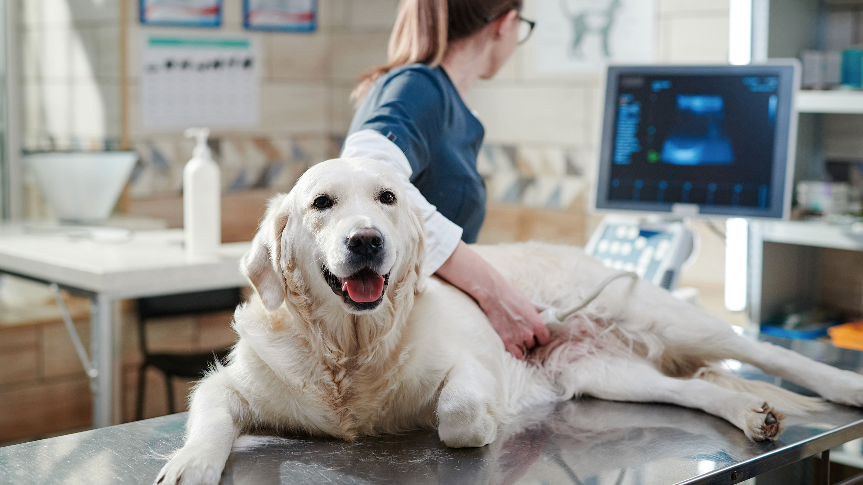 what-is-accident-illness-pet-insurance-plus-why-you-should-offer-it