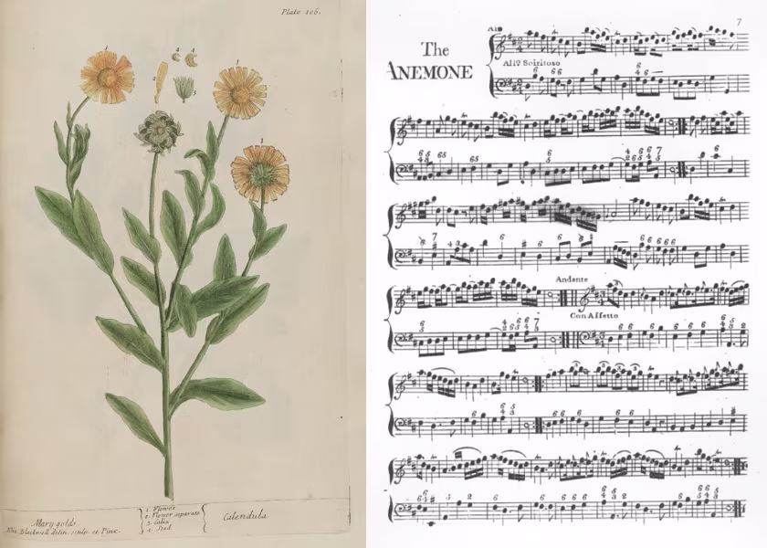 ‘Calendula’ in Elizabeth Blackwell’s ‘A Curious Herbal’ (1737-9). This flower was in Telemann’s collection | James Oswald (1710-1769): ‘The Anemone’ from vAirs for the Spring’ (1755)