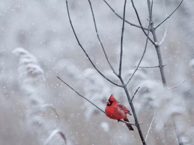 Midwinter Gala Midwinter Gala