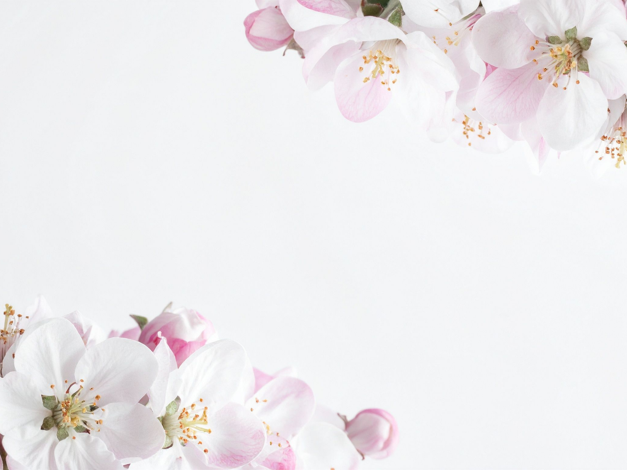 Die Apfelblüte
