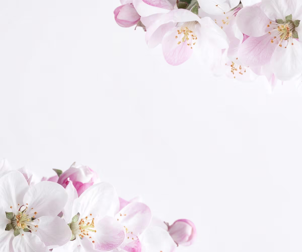 Die Apfelblüte Die Apfelblüte