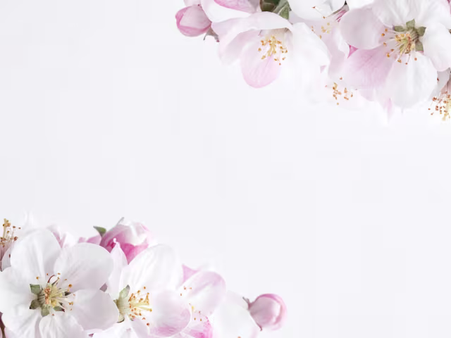 Die Apfelblüte Die Apfelblüte