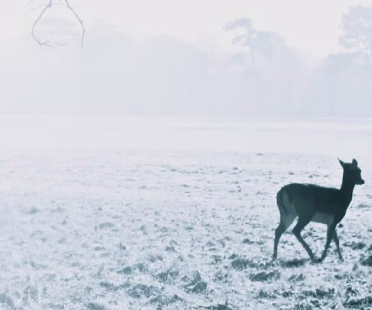 The Deer's Cry: Canterbury The Deer's Cry: Canterbury