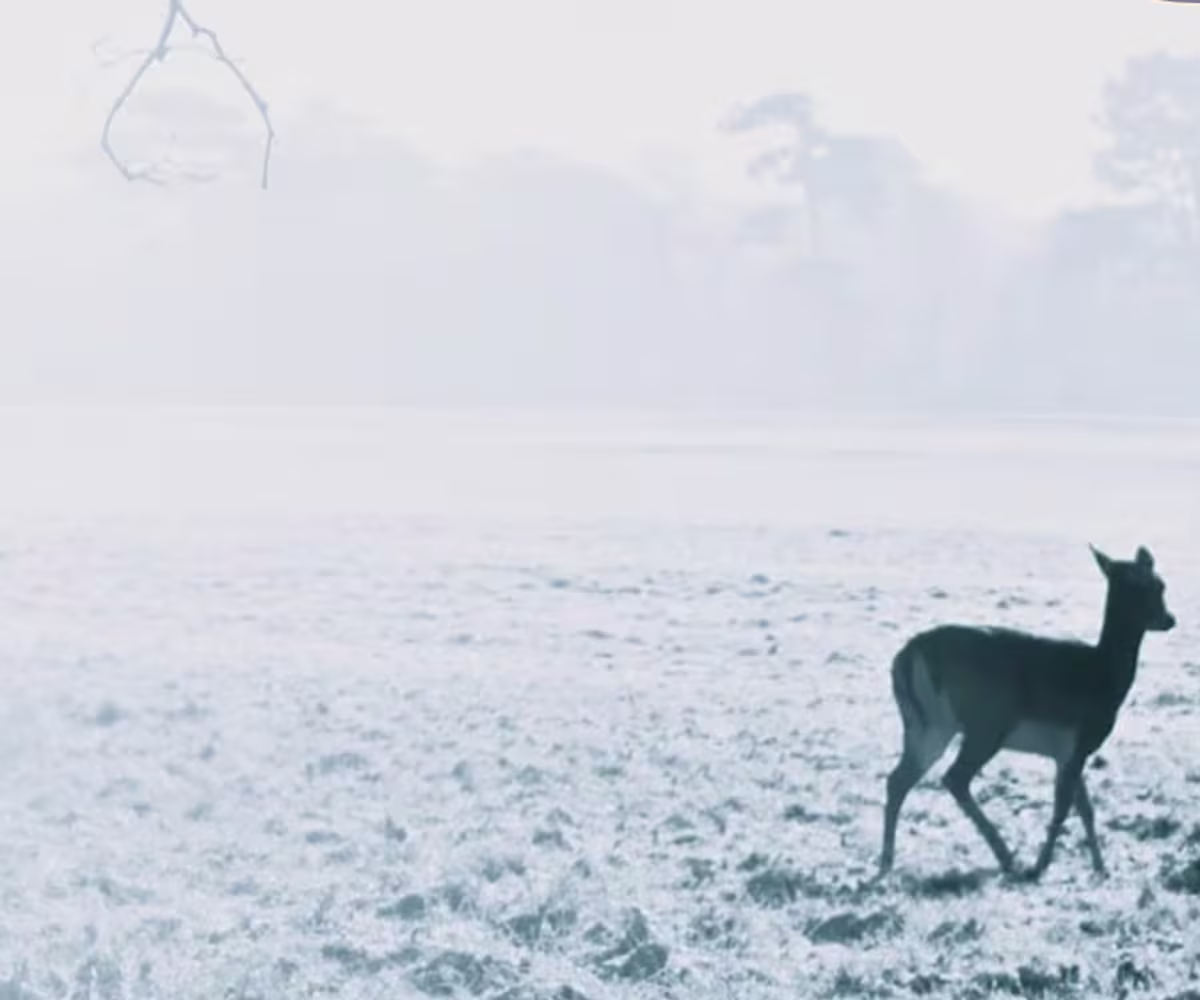 The Deer's Cry: Canterbury The Deer's Cry: Canterbury