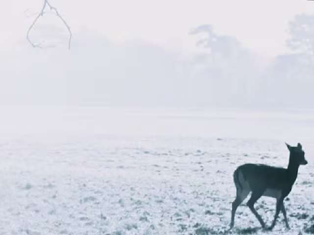 The Deer's Cry: Canterbury The Deer's Cry: Canterbury