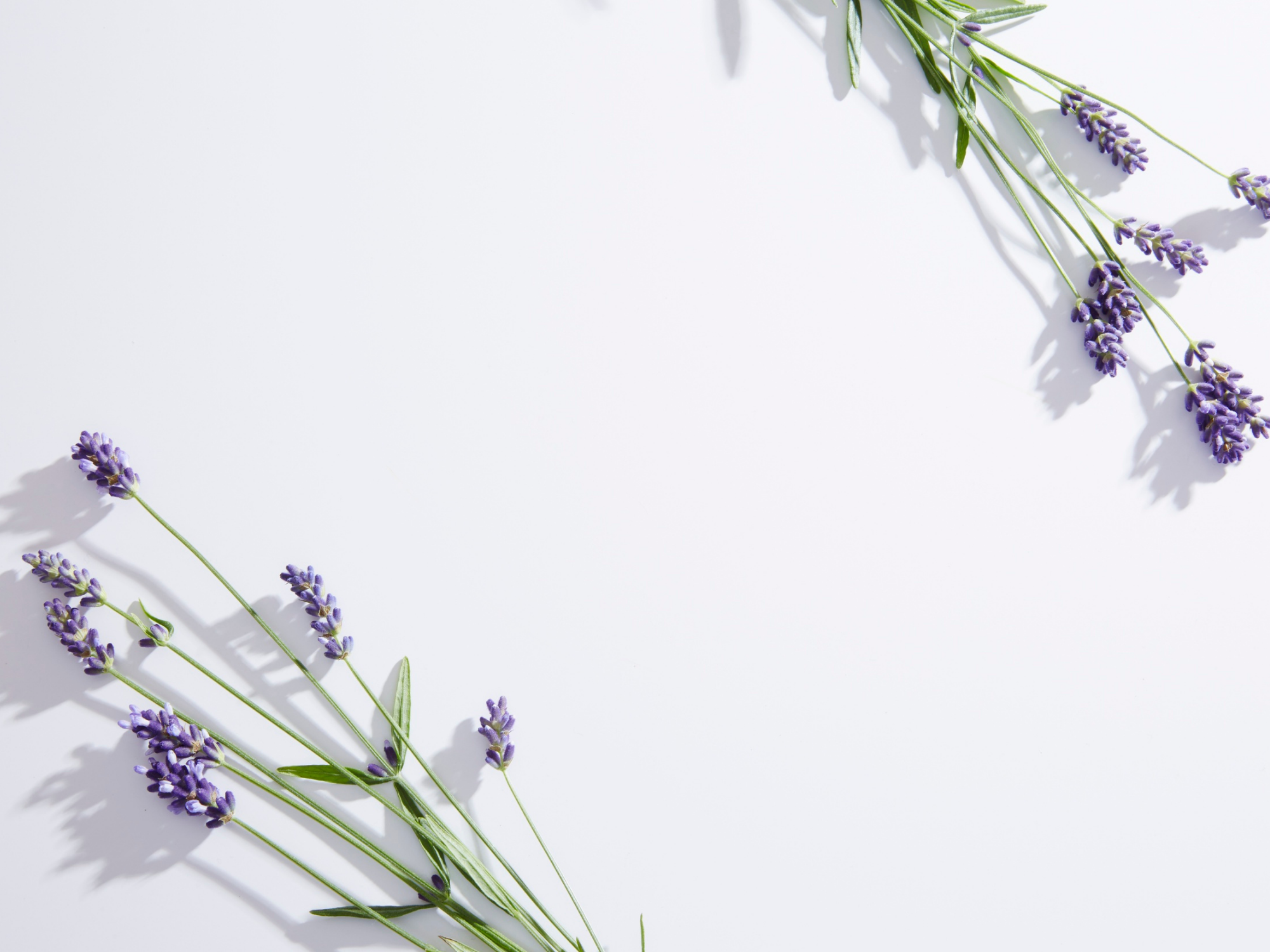 Der Lavendel