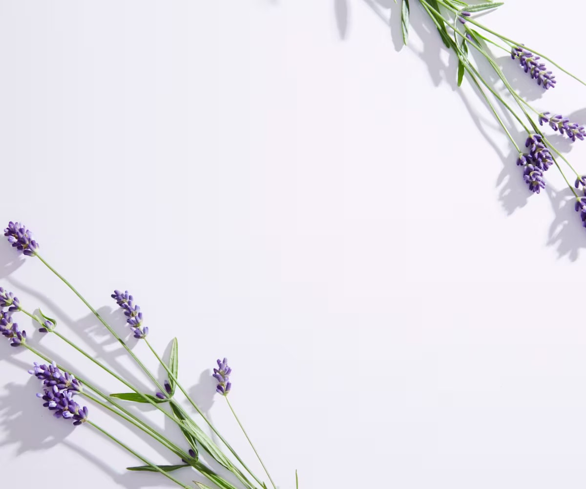 Der Lavendel Der Lavendel