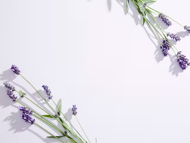 Der Lavendel Der Lavendel