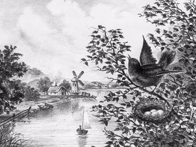 'Nyth Eos' or A Nest of Nightingales 'Nyth Eos' or A Nest of Nightingales