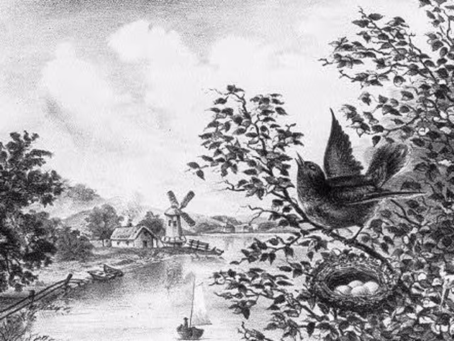 'Nyth Eos' or A Nest of Nightingales 'Nyth Eos' or A Nest of Nightingales