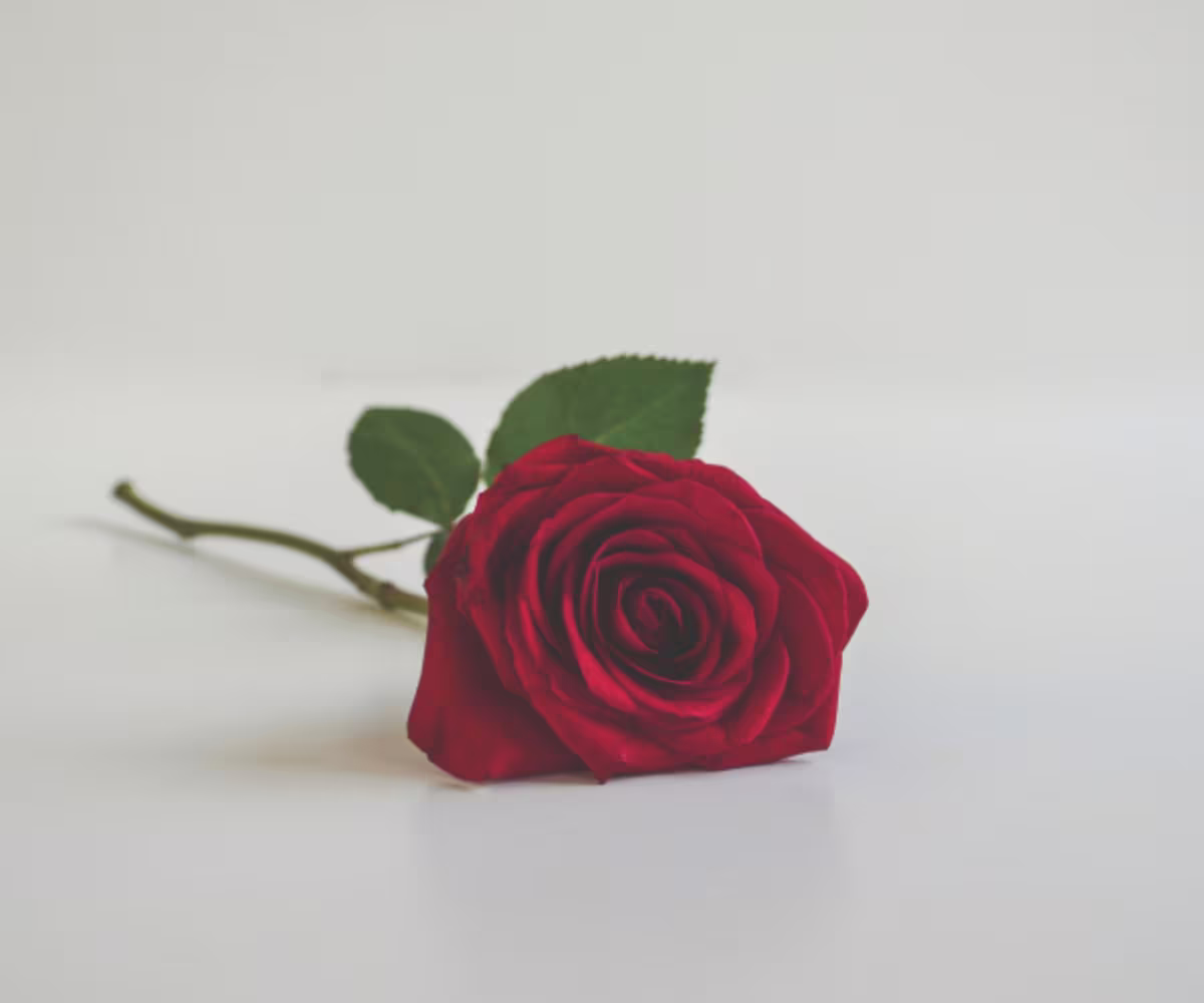 The Truth about Love The Truth about Love