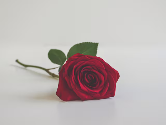 The Truth about Love The Truth about Love