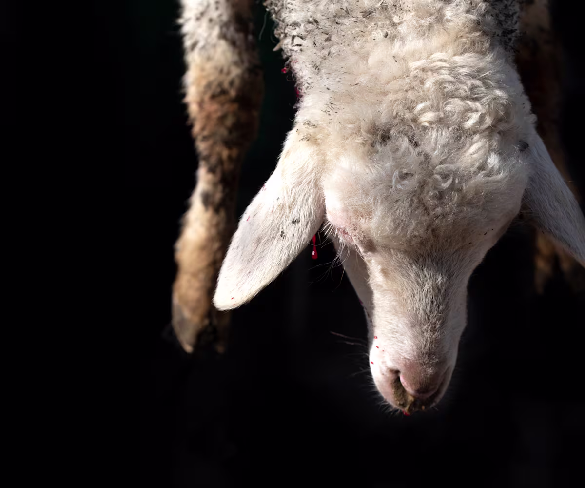 Bach’s St John Passion Bach’s St John Passion