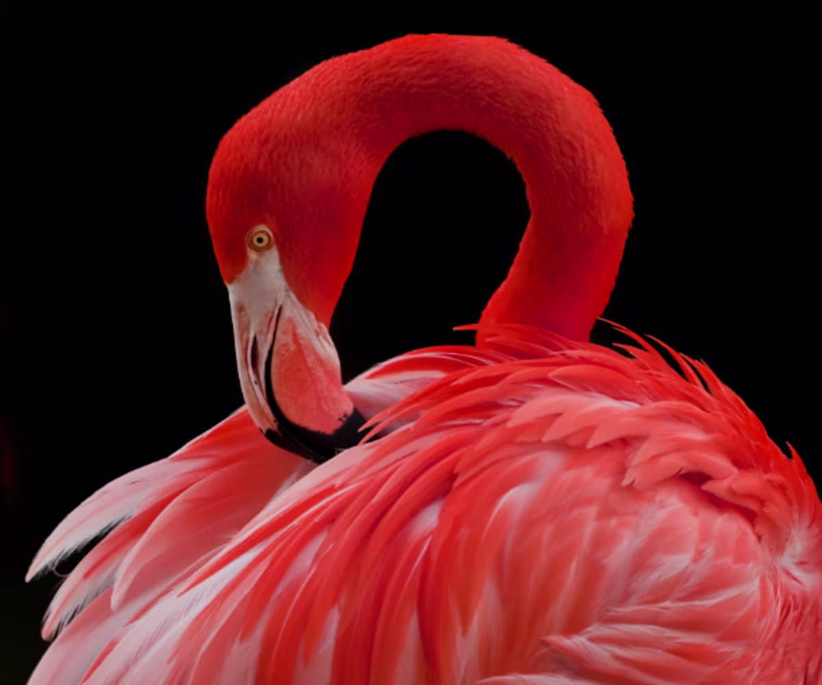 Bach Partitas: No. 3 in A minor Bach Partitas: No. 3 in A minor