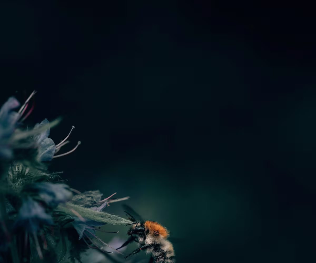 Bs and Bees Bs and Bees