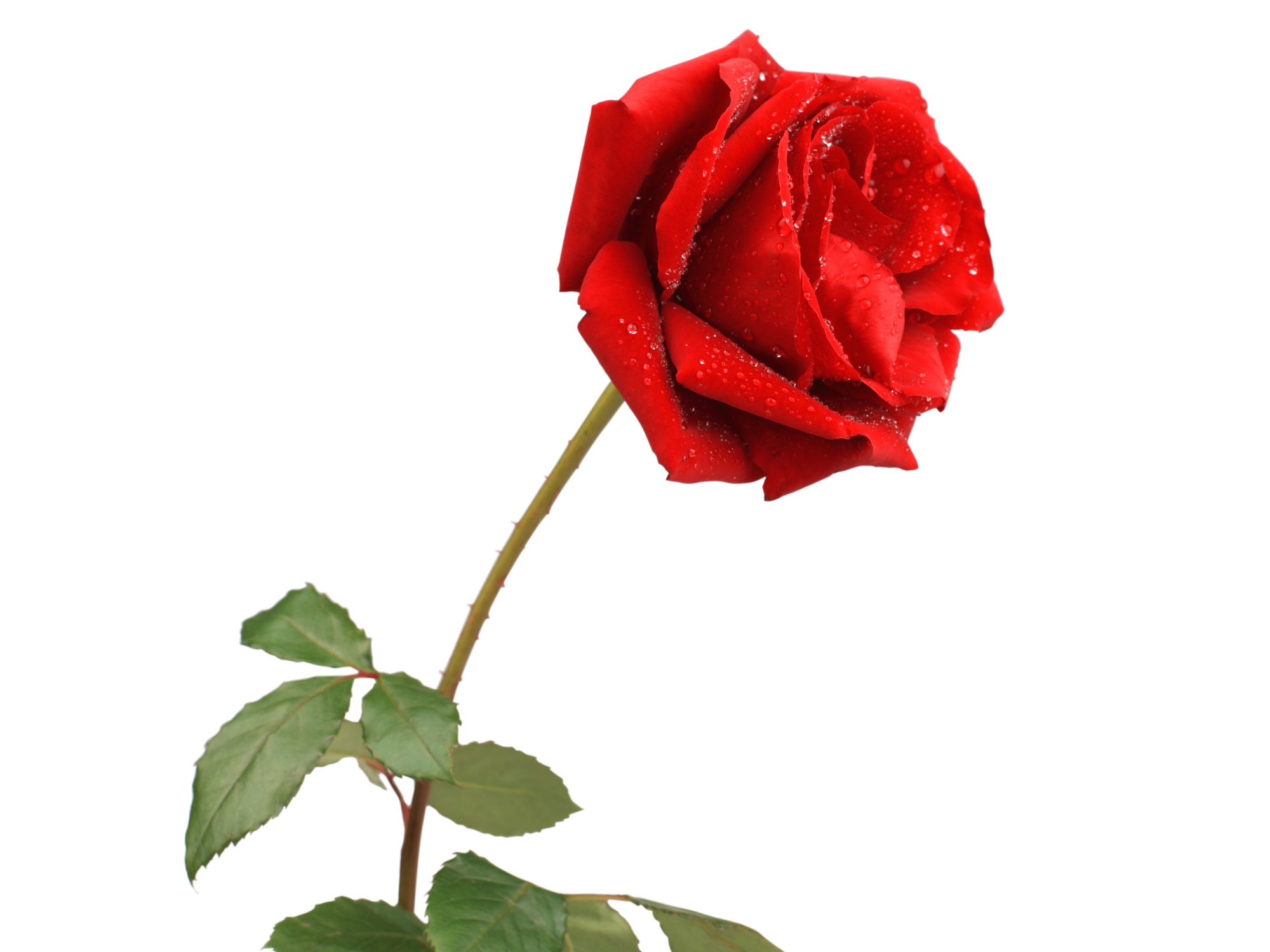 Die Rose