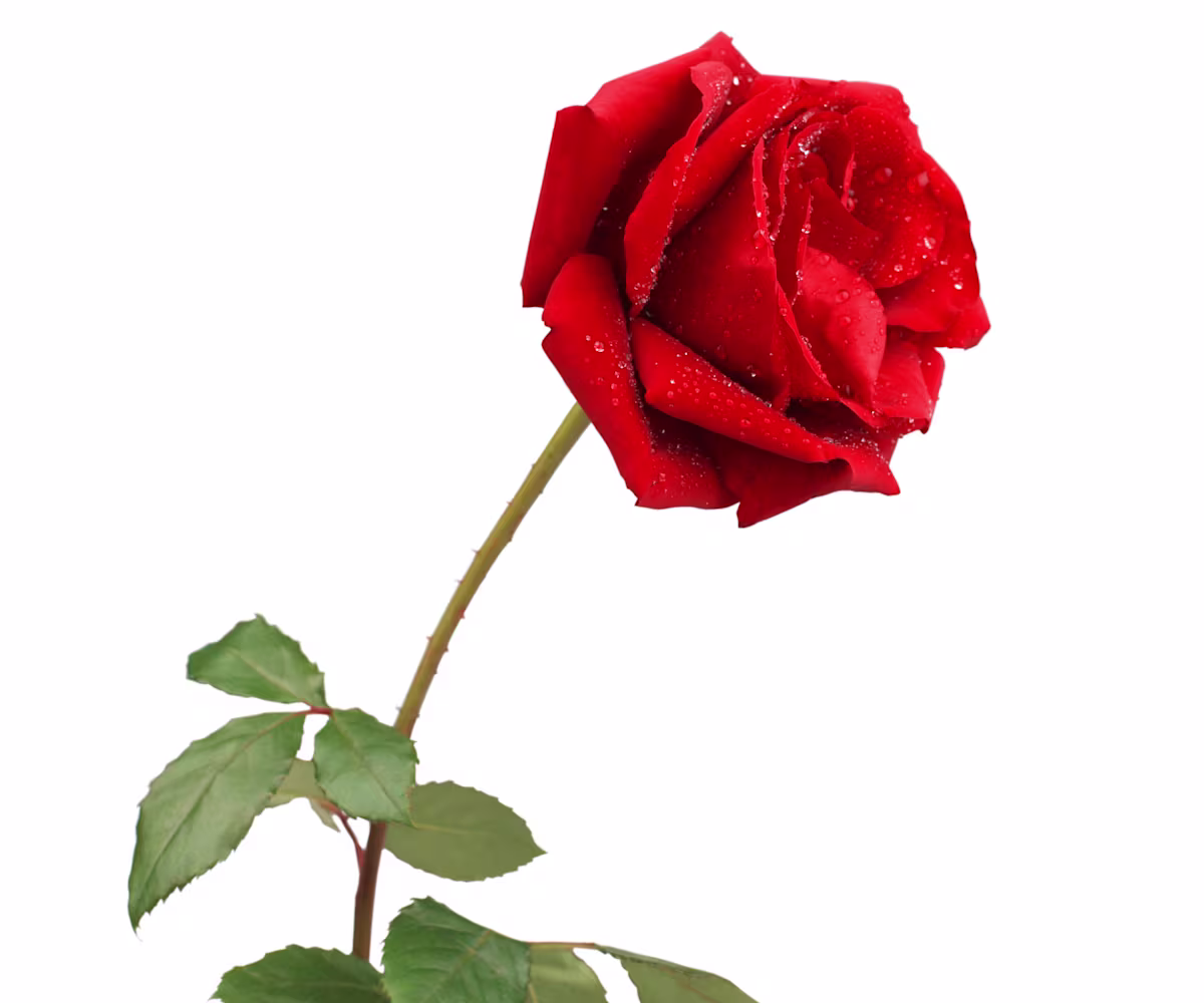 Die Rose Die Rose