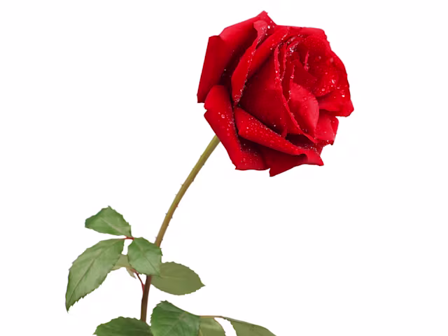Die Rose Die Rose