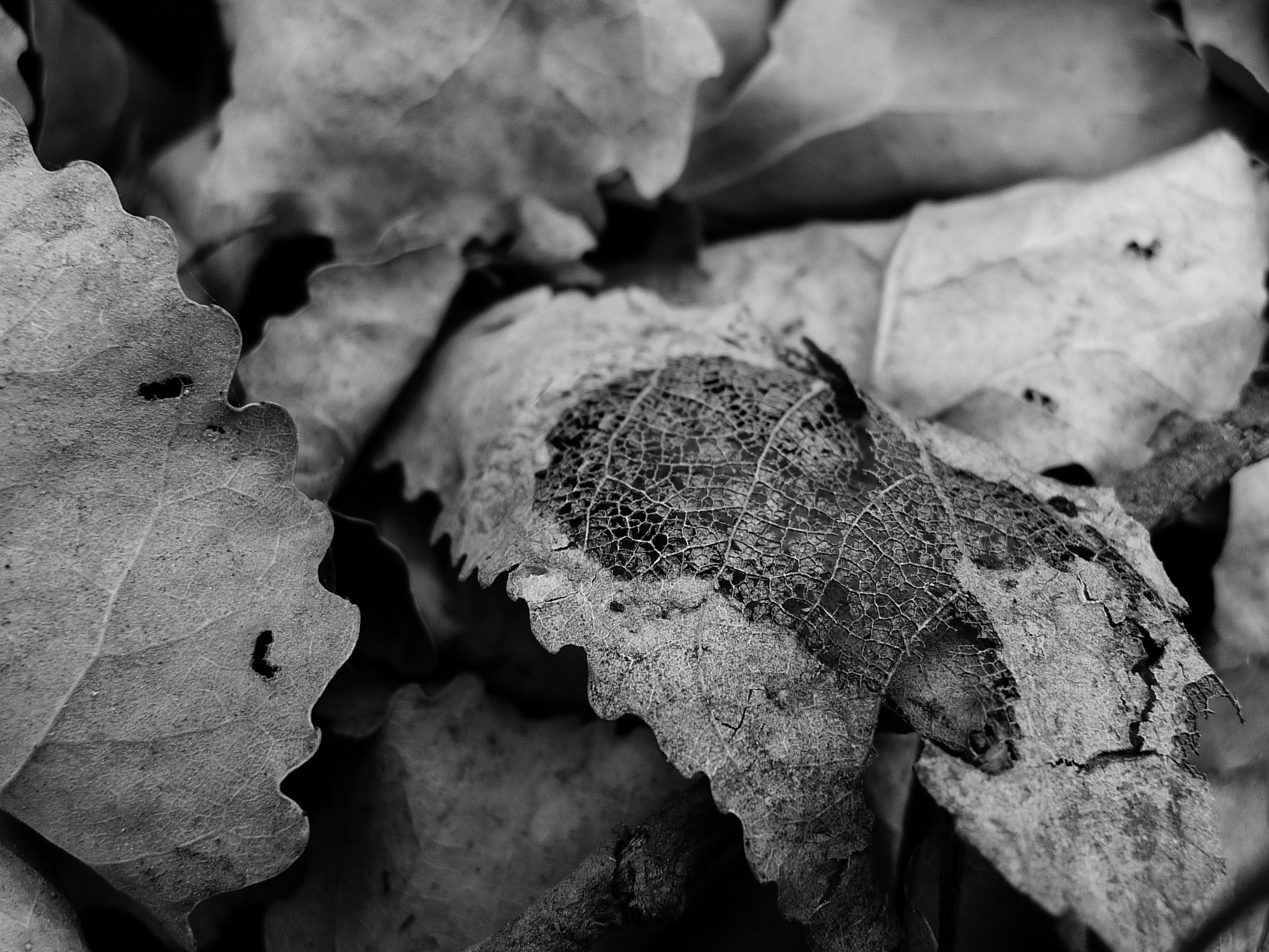 JSB: Organ Chorales for November 