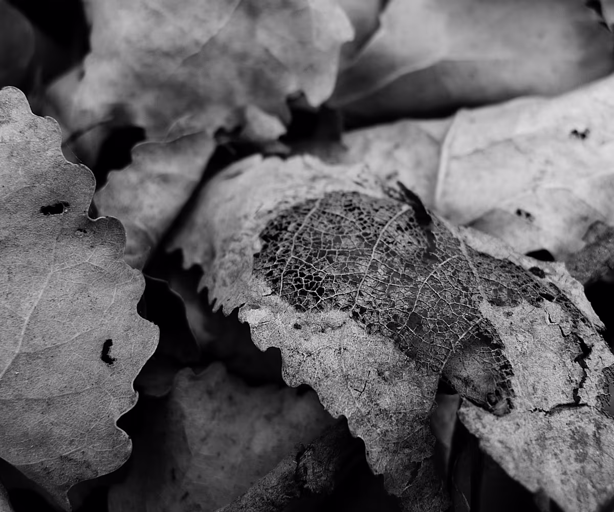 JSB: Organ Chorales for November JSB: Organ Chorales for November